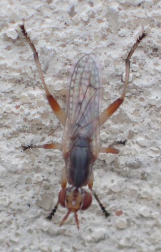 Dichetophora obliterata